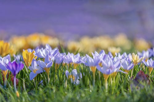 Close-up of a Saffron Flower Field 