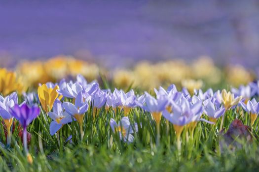 A colorful display of blooming crocuses in a field, capturing the essence of spring.