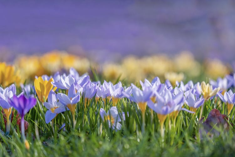 Close-up Of A Saffron Flower Field 