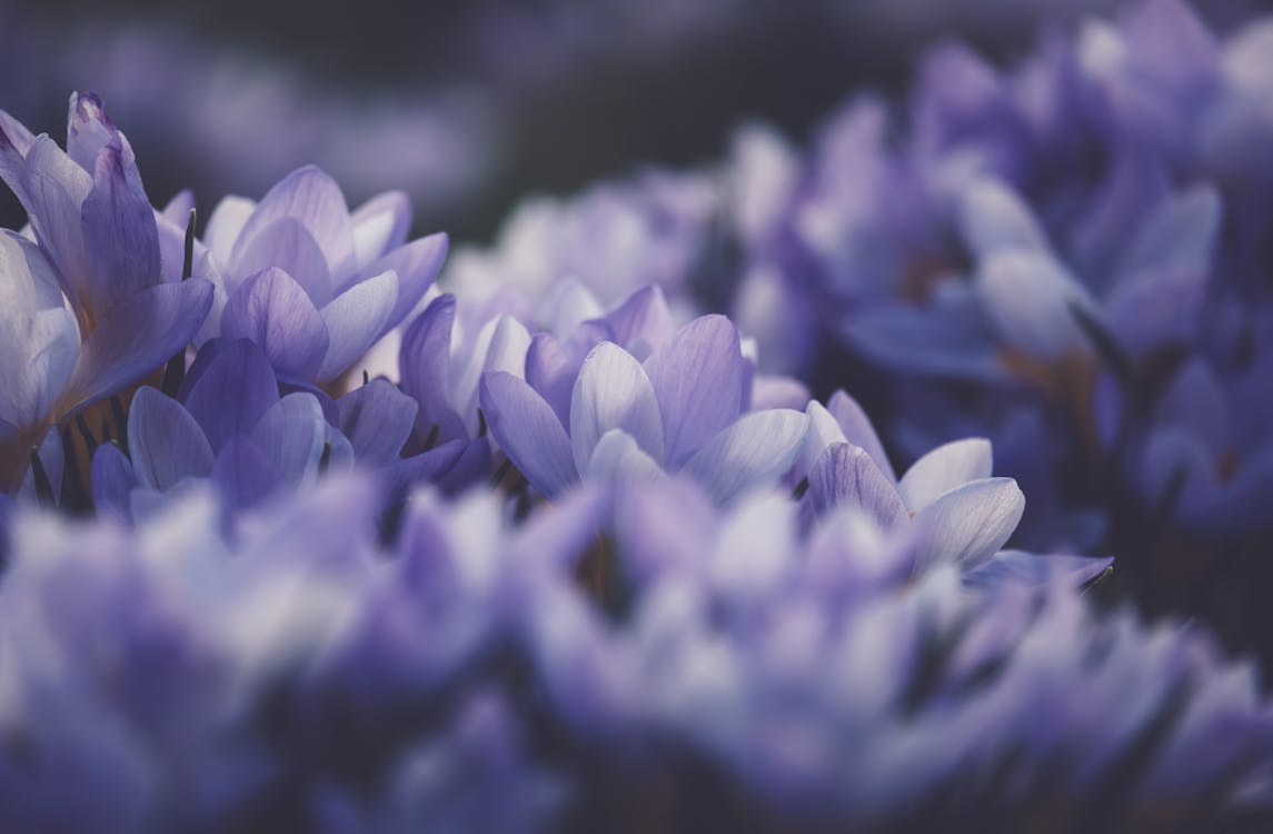 Purple Flowers in Close Up Photography