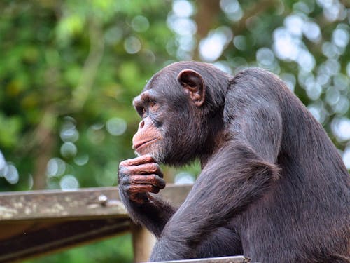 Close-Up Shot of a Chimpanzee