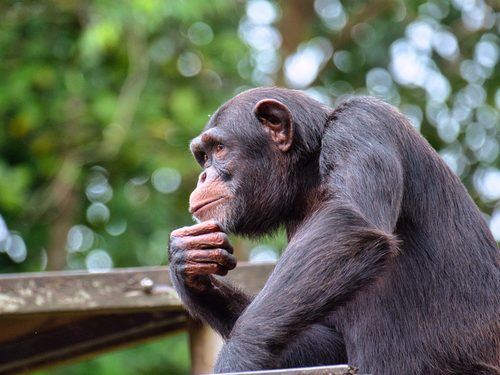 Free Close-up of a chimpanzee pondering in Singapore Zoo, showcasing its natural behavior. Stock Photo