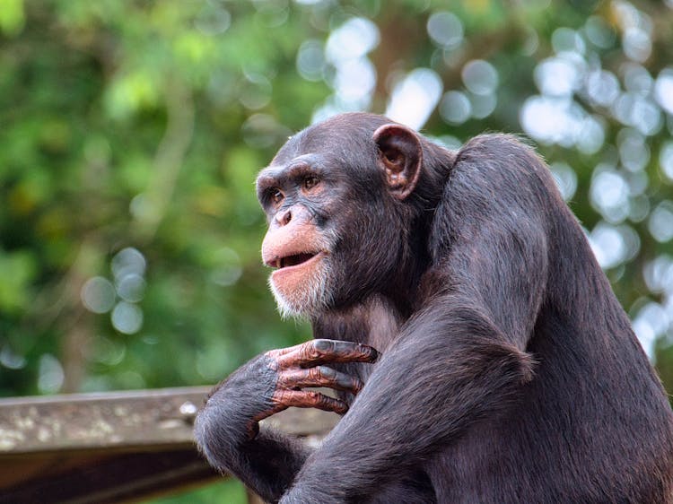 Photo Of A Chimpanzee