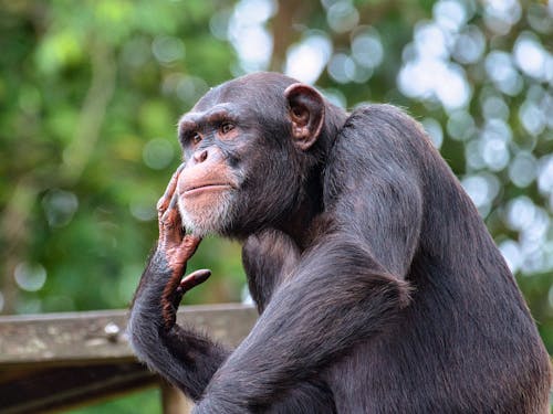 Free Close-Up Shot of a Chimpanzee Stock Photo