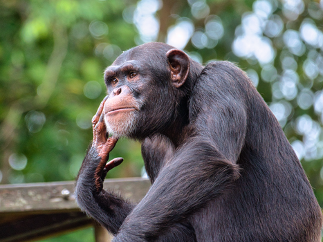 Close-Up Shot of a Chimpanzee