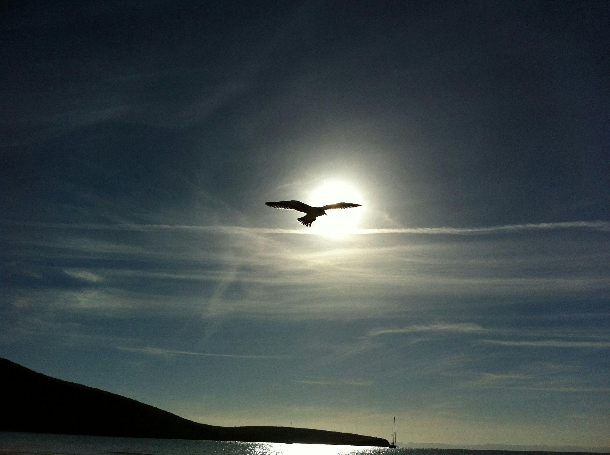 bird flying in the middle on the air under clear blue sky during daytime