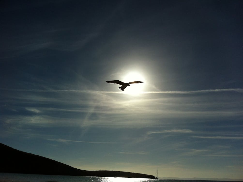 Gratis Uccello Che Vola In Mezzo All'aria Sotto Il Cielo Blu Chiaro Durante Il Giorno Foto a disposizione