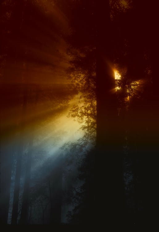 Free Ray of Sunlight Flowing in Trees Stock Photo