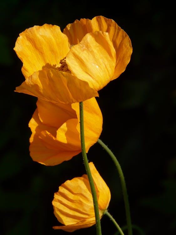 Bunga Kuning Dalam Fotografi Dangkal