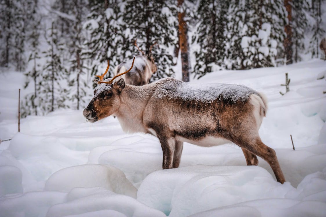 baby caribou in snow