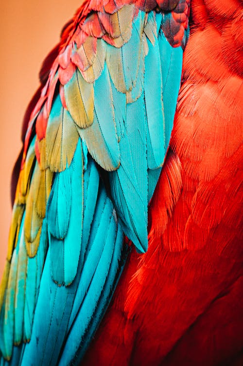 Red Blue and Yellow Feathers