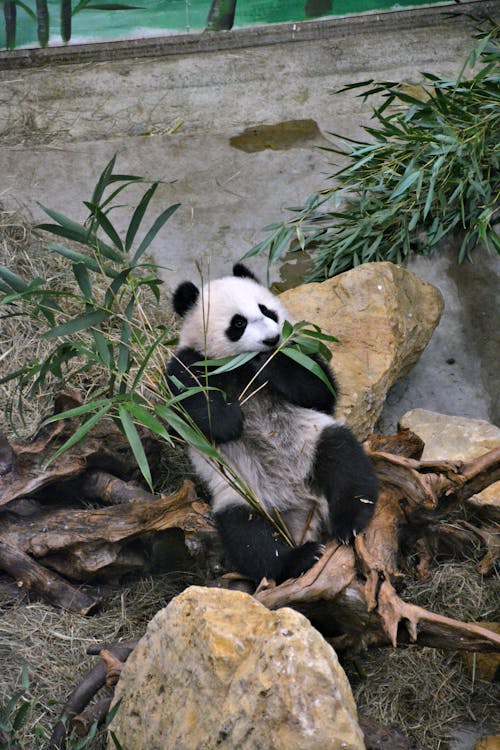 Free A Panda Eating Bamboo in the Zoo Stock Photo