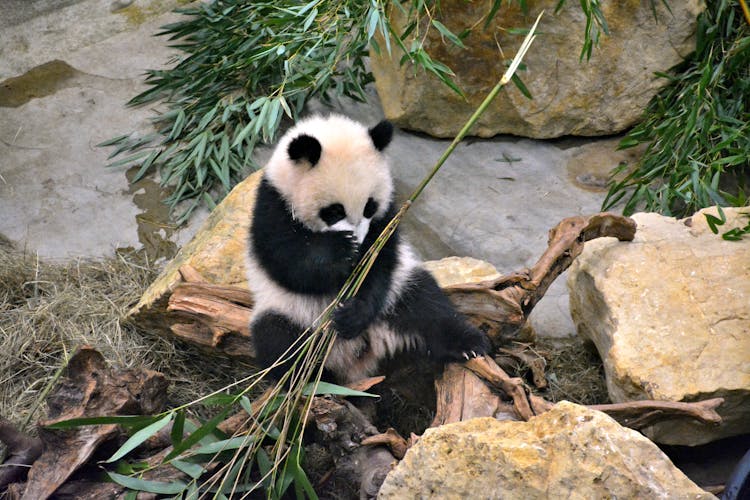 A Giant Panda Eating Bamboo Leaves