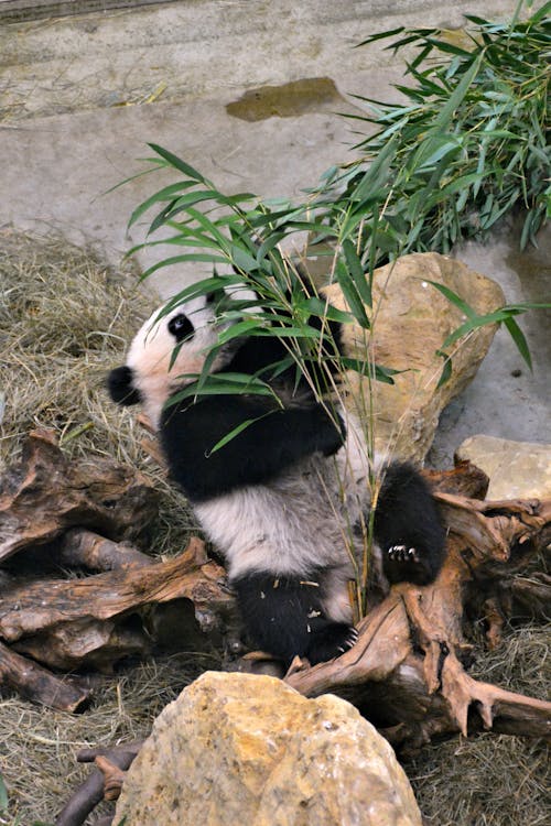 Panda Eating Green Leaves on Ground