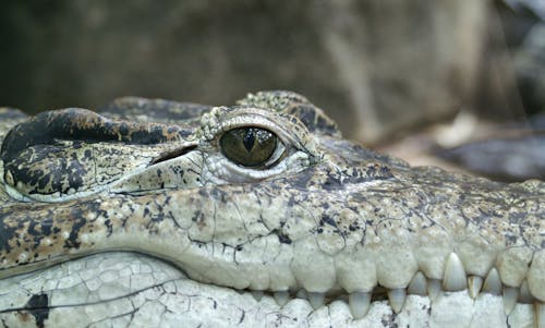Visage De Crocodile Gros Plan