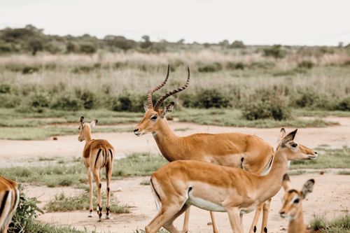 Free A group of impalas grazing in the grasslands of Dodoma, Tanzania. Stock Photo