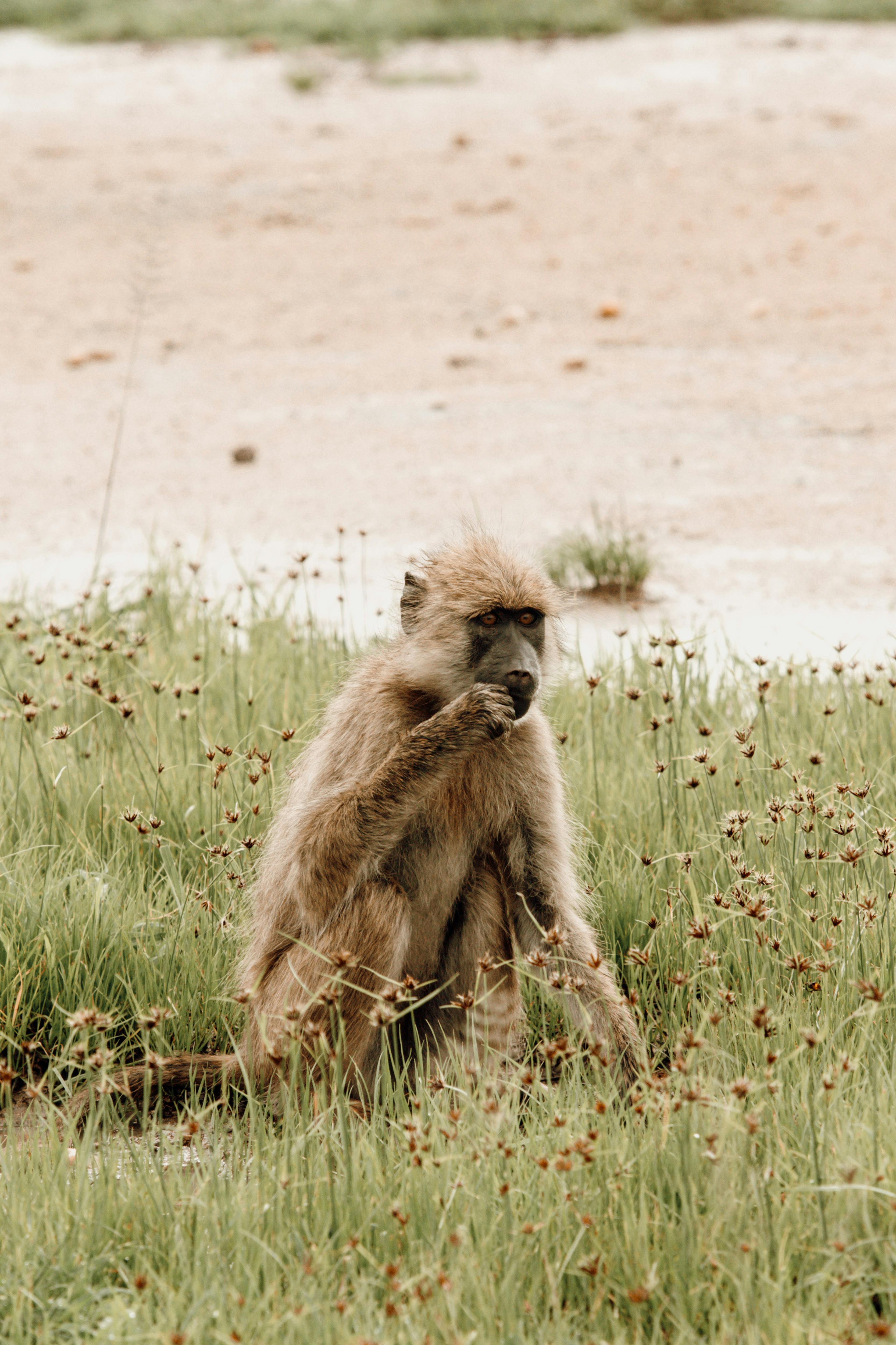 Wildlife in the golden grass of the Serengeti