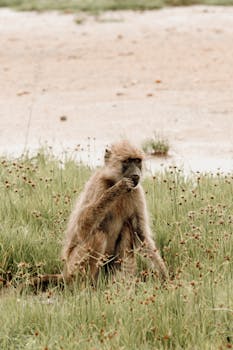 A baboon sits in tall grass in Tanzania, showcasing its natural habitat and behavior.