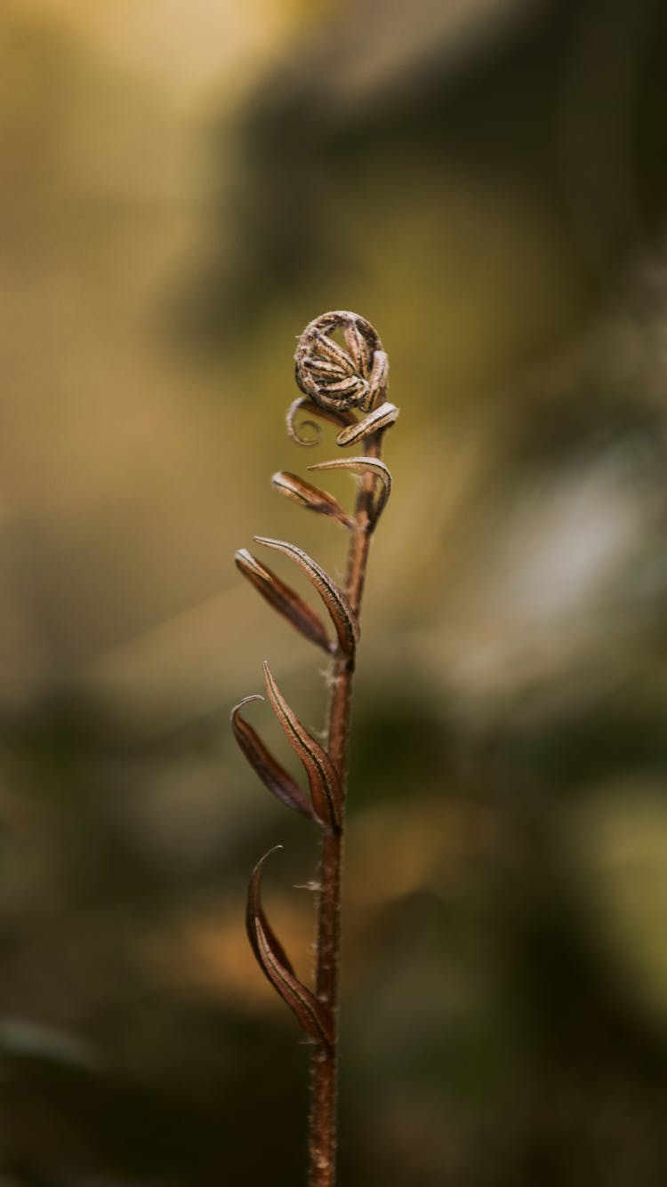 Stem With Withered Flower In Forest