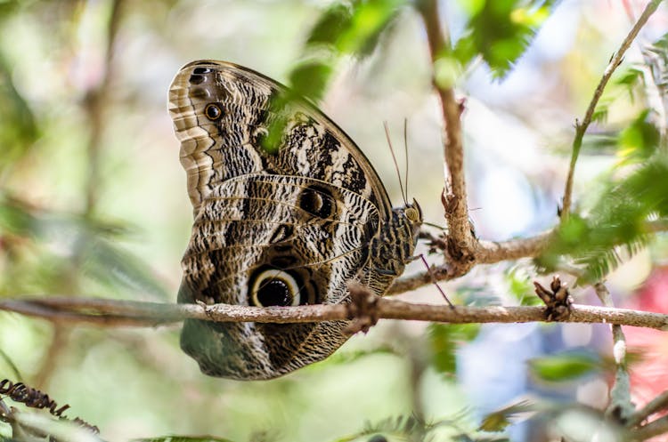 Butterfly Sitting On Tree Branch