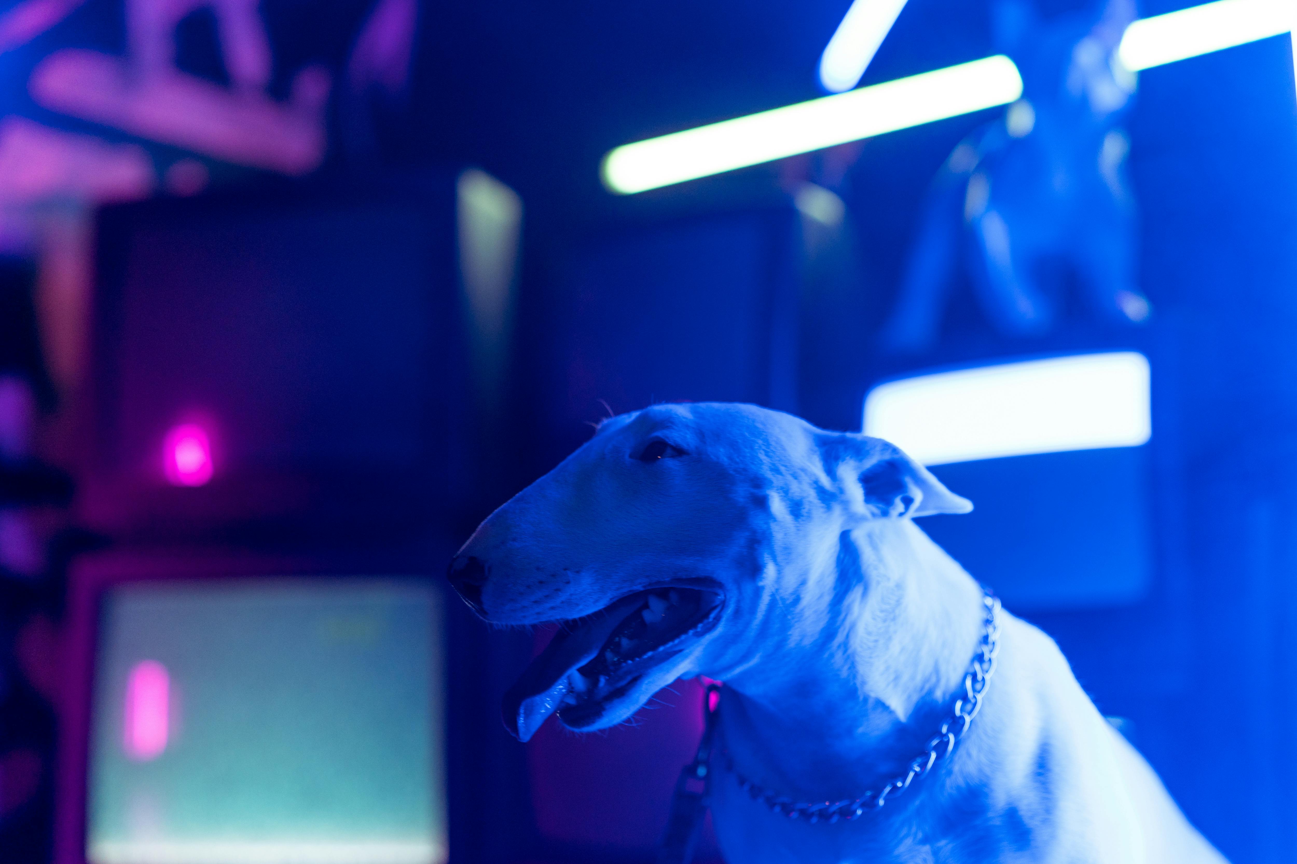 pet technology products — Photo by Alena Darmel on Pexels