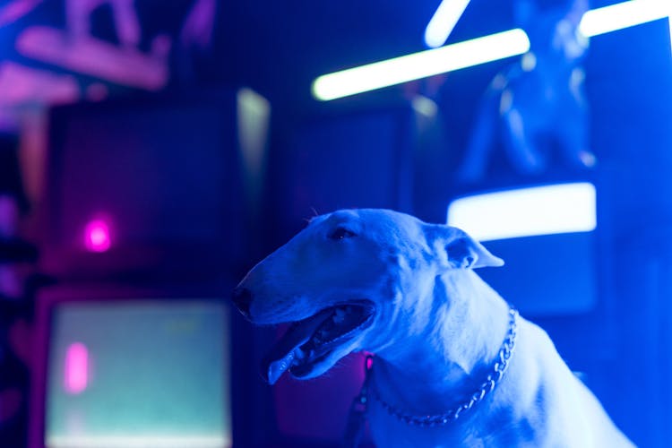 A White Dog Standing Near Televisions