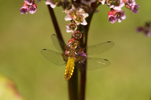 花附近的棕色蜻蜓