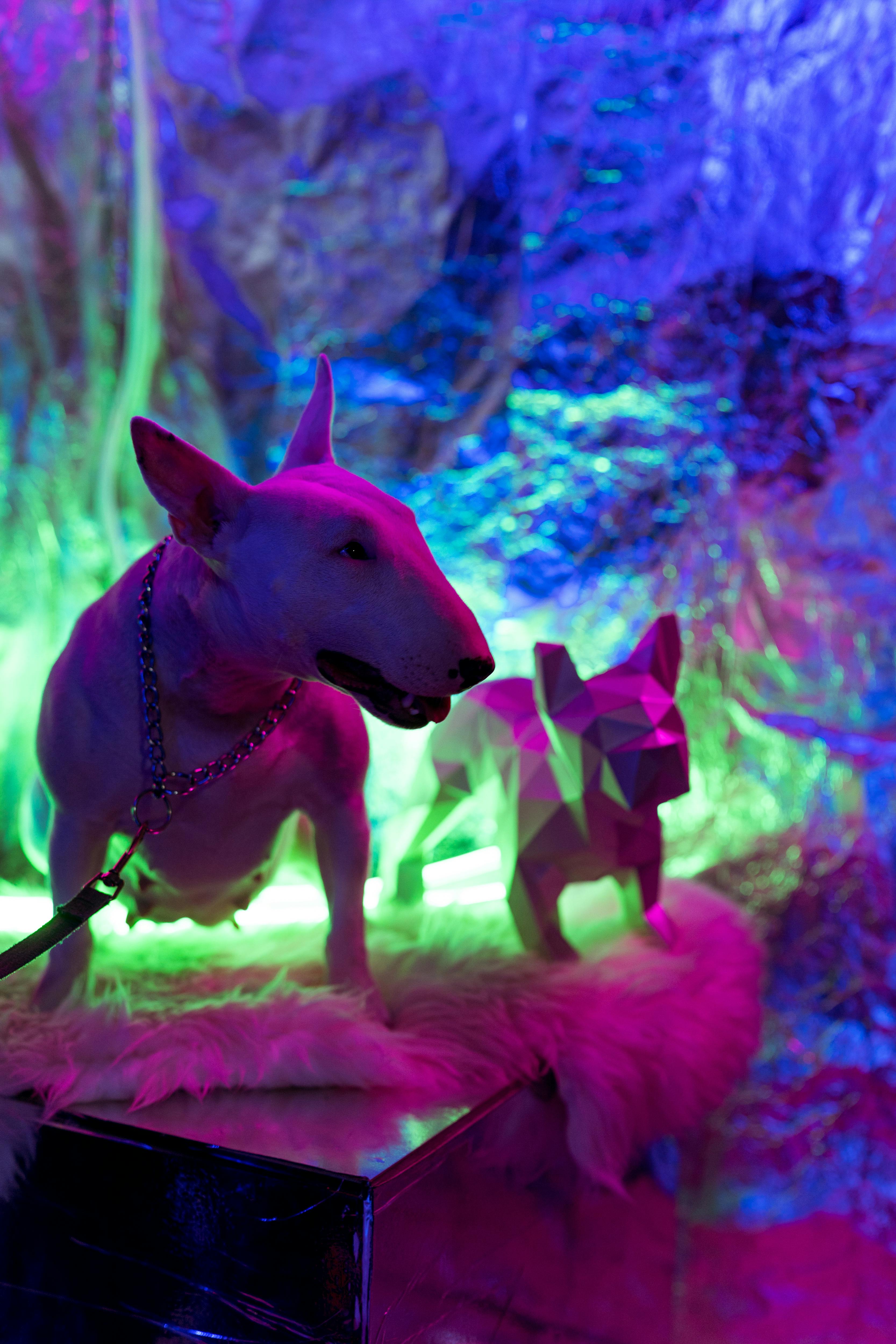 A bull terrier in neon lights with a futuristic backdrop.