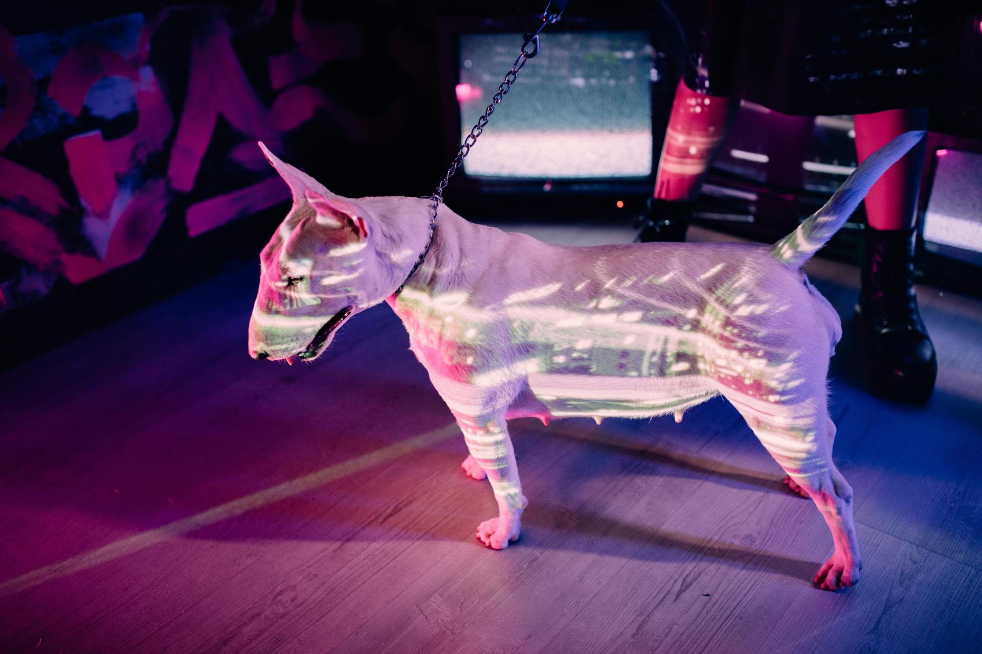 Le bull-terrier blanc en laisse