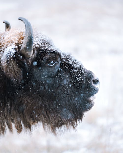 Free Snow Falling on a Bison Stock Photo