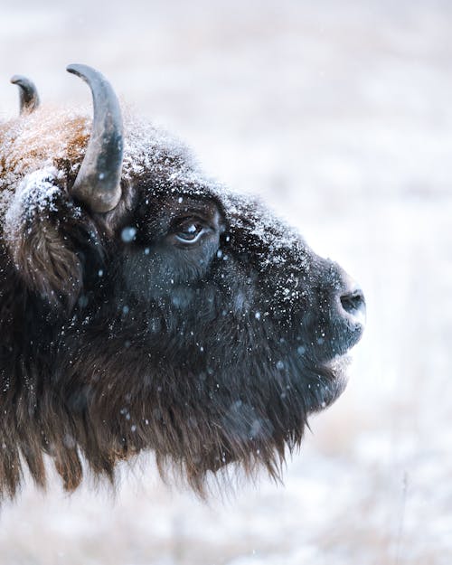 Snow Falling on a Bison