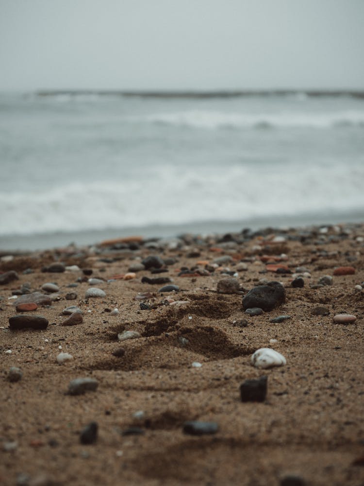 Close Up Of Rocks And Seashells On A Beach