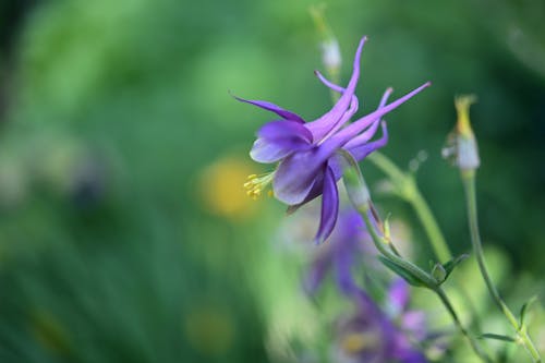 Close Up Photo of a Flower