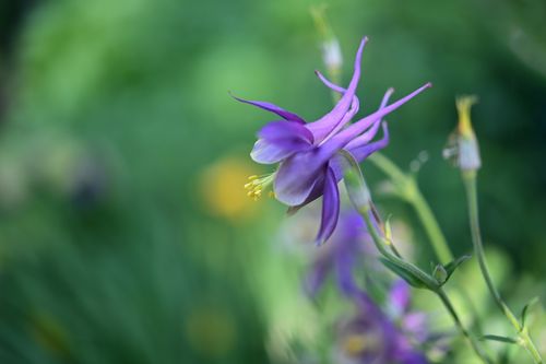 Free Close-up of a purple columbine flower with delicate petals in a natural outdoor setting. Stock Photo