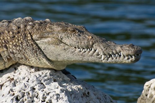 Free Close-up of a crocodile basking on a rock by the water in natural habitat. Stock Photo