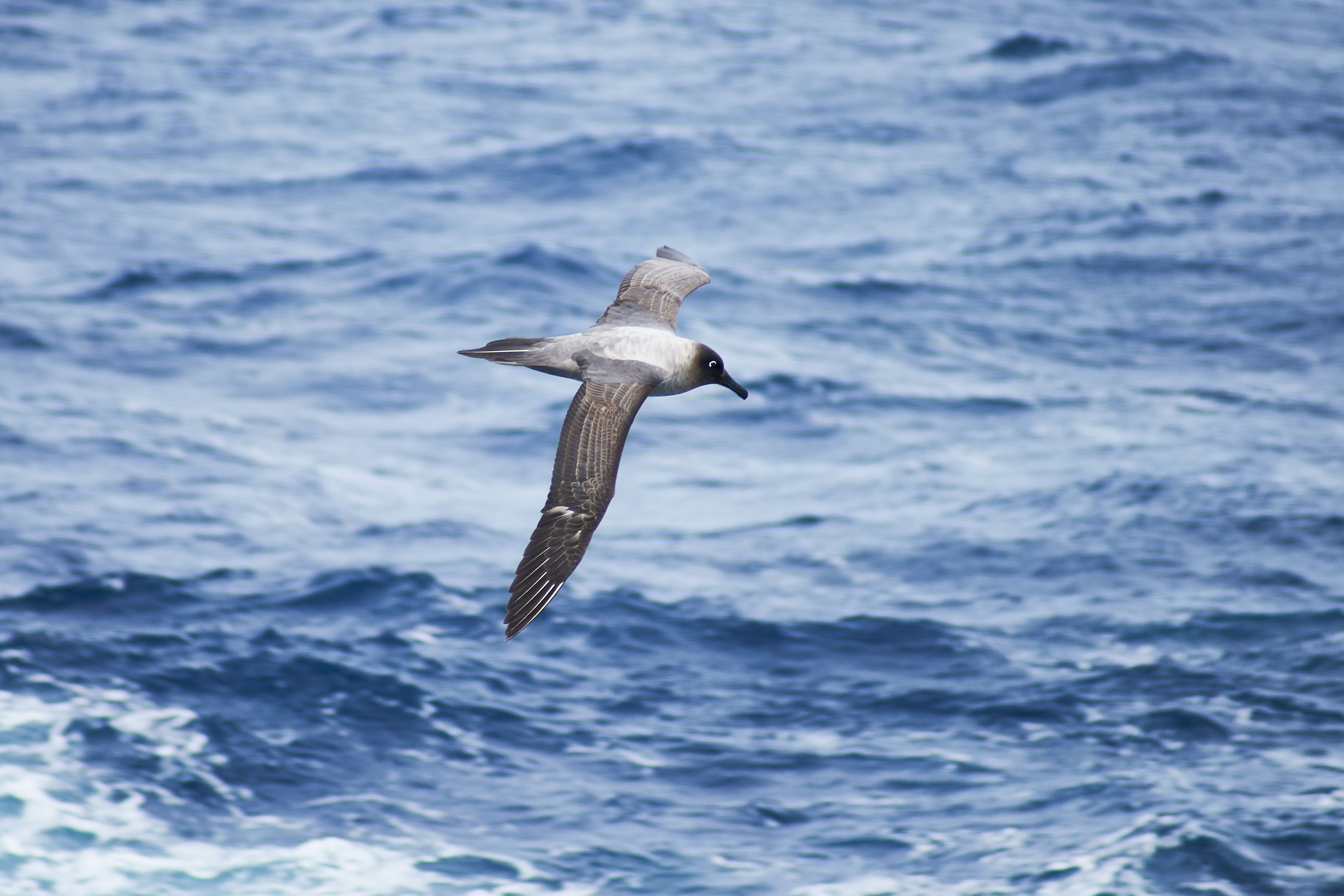 Foto Stok Gratis Tentang Albatros Basah Antartika Burung Laut