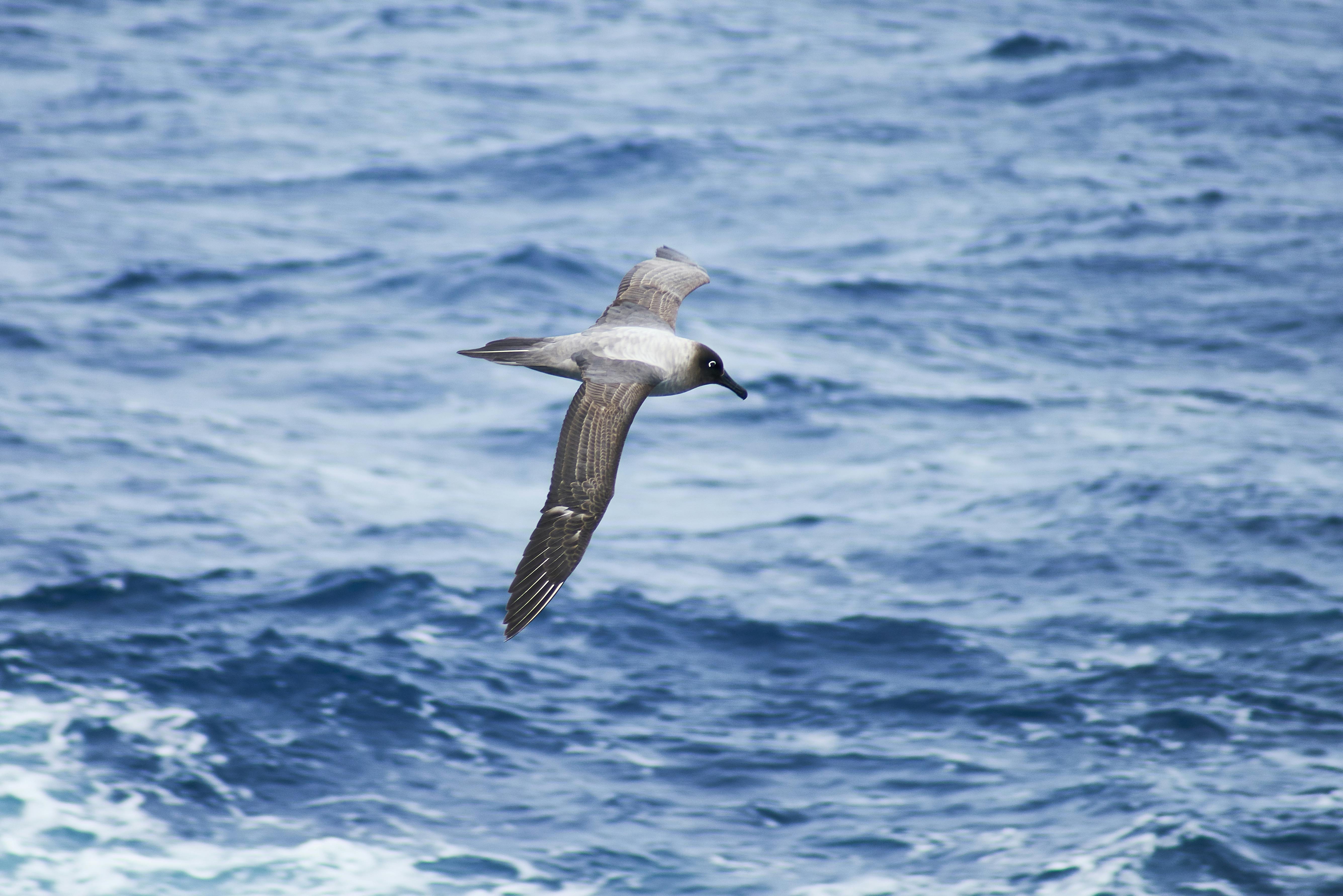 Kostenloses Foto zum Thema: albatros, antarktika, rußiger albatros