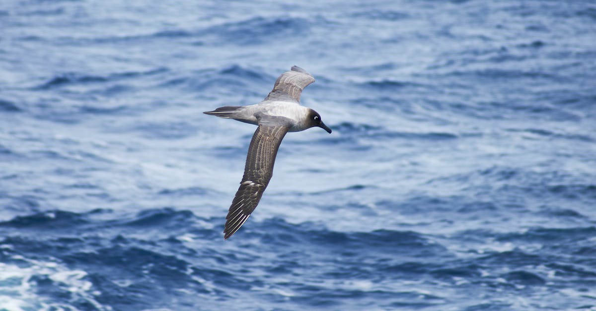 Free stock photo of albatross, antarctica, seabird