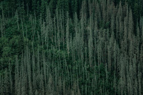 Drone view of green forest with fir trees growing in nature in daytime