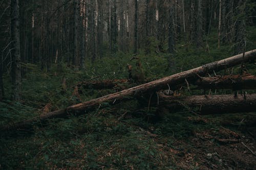 가문비, 가벼운, 가지의 무료 스톡 사진
