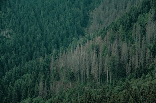 Forest with coniferous trees in nature