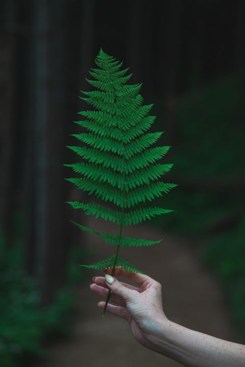 Free Crop anonymous female demonstrating green fern with thin stem and leaves near trees in nature in woods in daylight Stock Photo