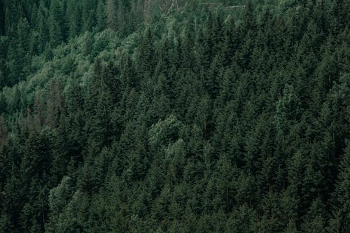 Drone view of fir trees growing in green forest in daytime in nature