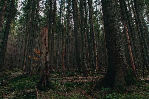Free From below of tall green trees growing in lush forest against misty sky Stock Photo