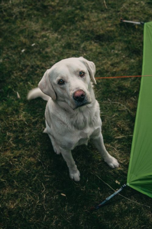 Free From above of cute obedient Labrador Retriever dog sitting on green grassy meadow near camping tent and looking at camera Stock Photo