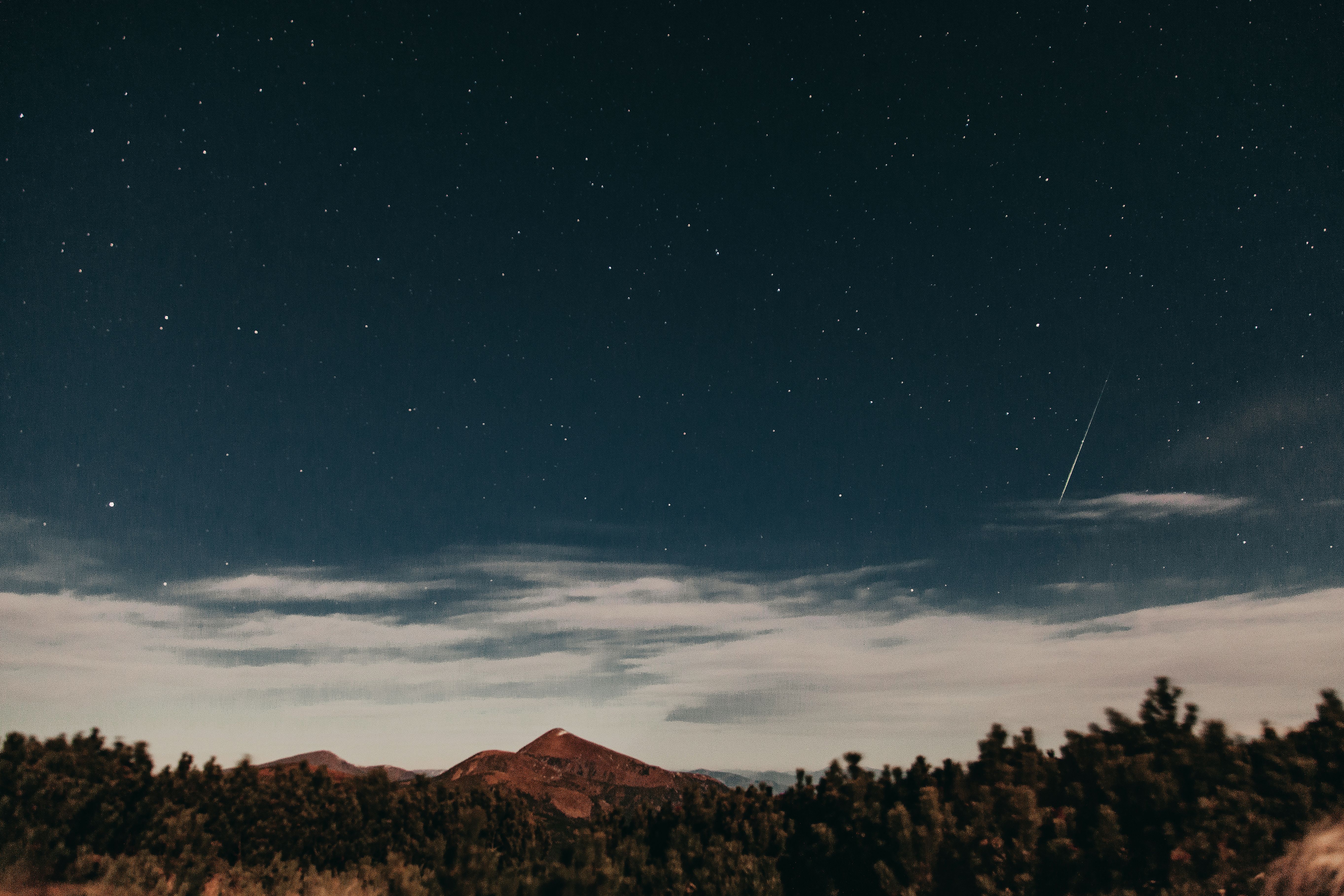 Pine Trees Under Night Sky with Sparkling Stars · Free Stock Photo