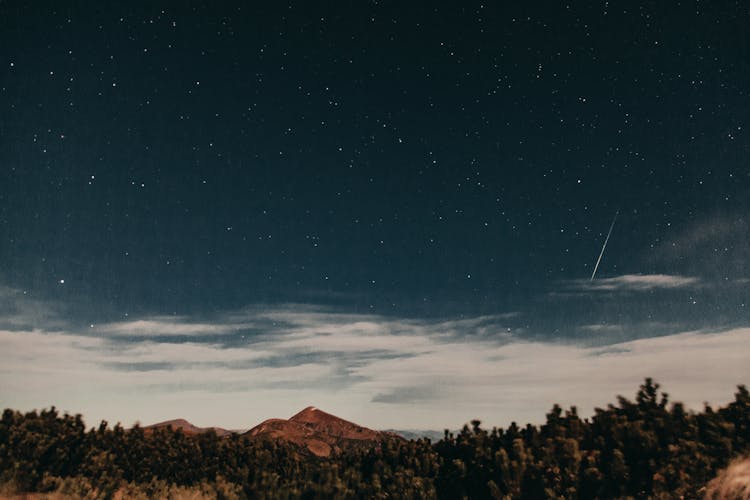 Pine Trees Under Night Sky With Sparkling Stars