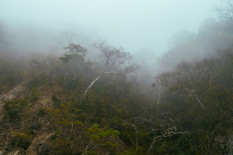 View Of A Forest With Foggy 