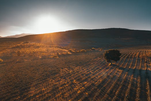 Aerial view of a sunset over rural farmland in Oaxaca, Mexico, showcasing vast fields and a solitary tree.