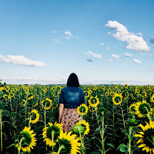Woman Walking in Bed of Sunflowers